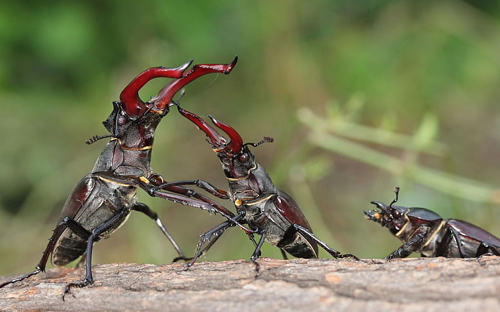 three brown beetles, stag beetle, fight, male, female, insect