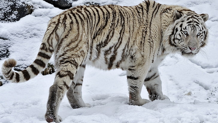 animals, white tigers, snow, cold temperature, winter, animal themes, HD wallpaper