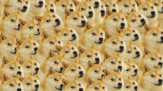 HD wallpaper: dog, Doge, face, Memes | Wallpaper Flare