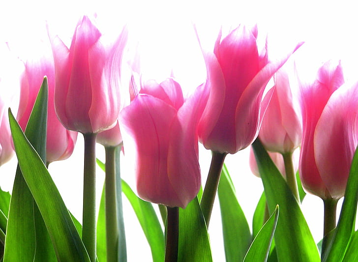 tulips, untitled, pink, flowers, tulips, impressionistic, card, HD wallpaper