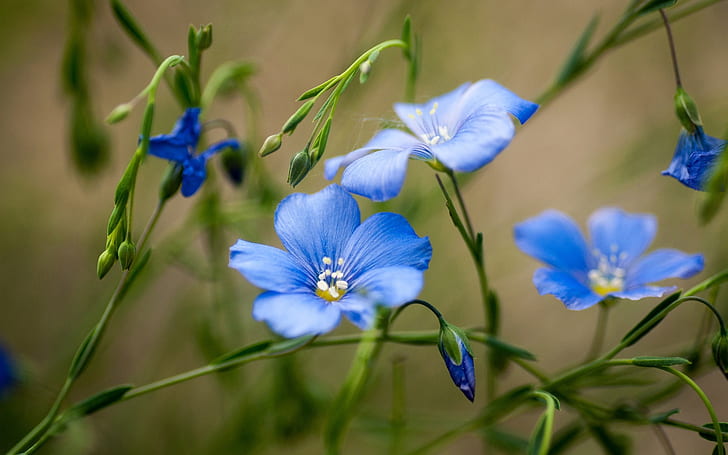 Wildflowers, blue flowers, summer, HD wallpaper