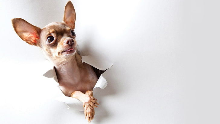8k chihuahua picture of dog, domestic, domestic animals, pets, HD wallpaper