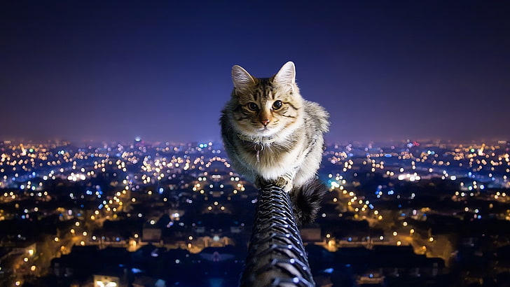 cityscapes cats animals city lights balance nighttime pole domestic cat 1920x1080  Animals Cats HD Art, HD wallpaper