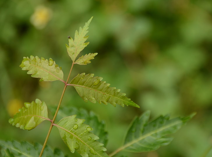 Dew On Leaf, neem plant, Aero, Macro, Green, Photography, plant part