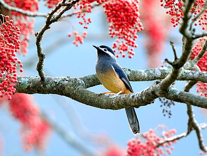 HD wallpaper: Beautiful Bird Beautiful Bird Animals Birds HD Art, picture,  colorful | Wallpaper Flare
