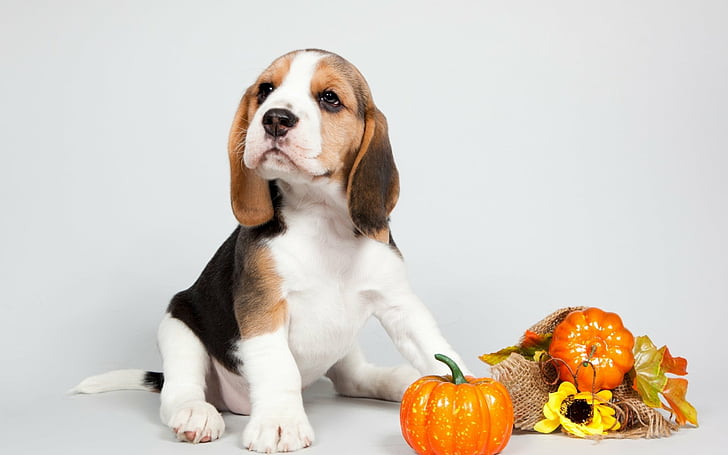 Dogs, Beagle, Puppy, HD wallpaper