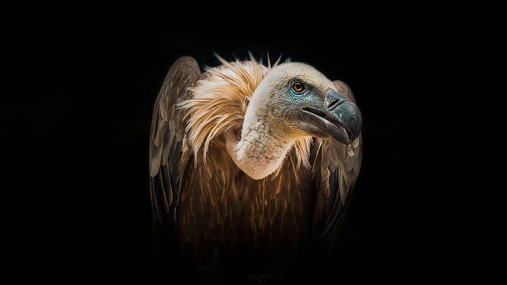 Bird Vulture Wild African Birds Feeding With Extinct Animals Desktop Hd Wallpapers For Mobile Phones And Computer 3840×2160, HD wallpaper