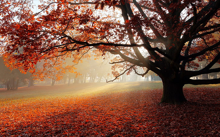 Autumn park lonely tree, tree leaves, landscape, beautiful scene
