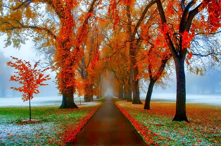 November - Poland, tree, leaves, beautiful, colors, mirrored, HD wallpaper