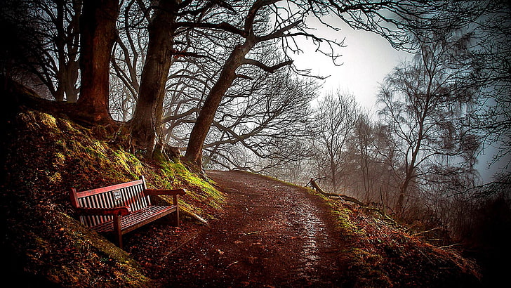 bench, path, forest, forest path, autumn, pathway, solitude