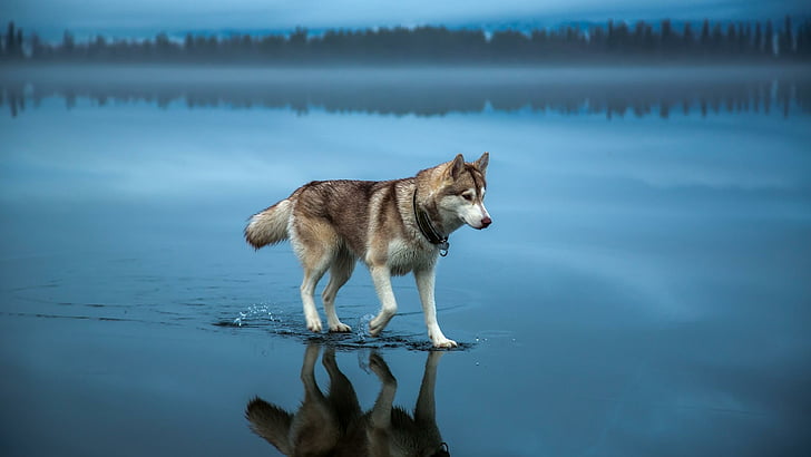 husky, reflected, dog, landscape, waterscape, misty