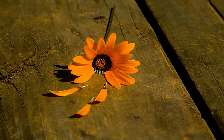 orange flower, flowers, flowering plant, petal, fragility, vulnerability, HD wallpaper
