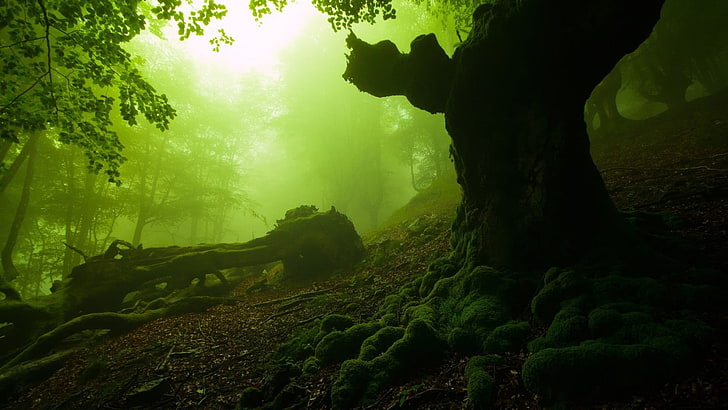 silhouette of trees, nature, forest, moss, dead trees, mist, beauty in nature