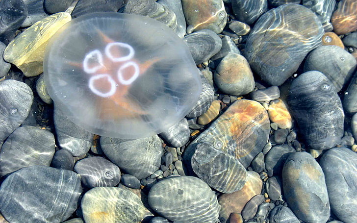 white jellyfish, water, stones, Medusa, sea, nature, beach, underwater, HD wallpaper