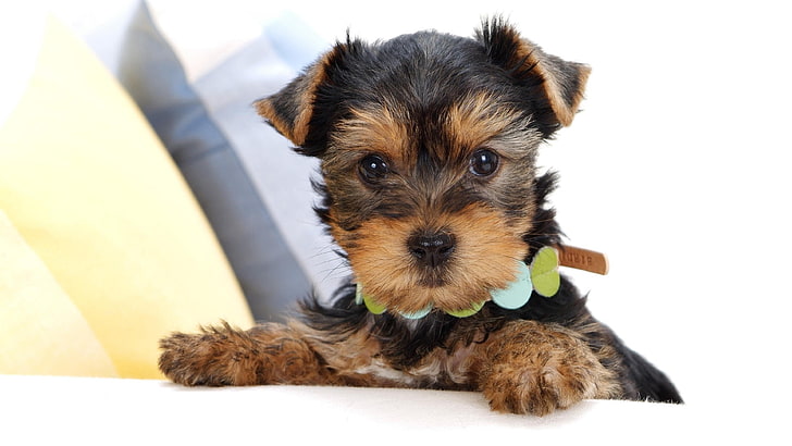 dog, puppy, cute, funny, sweet, yorkshire terrier, HD wallpaper