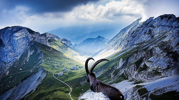 nature, landscape, mountains, goats, Switzerland, horns, scenics - nature