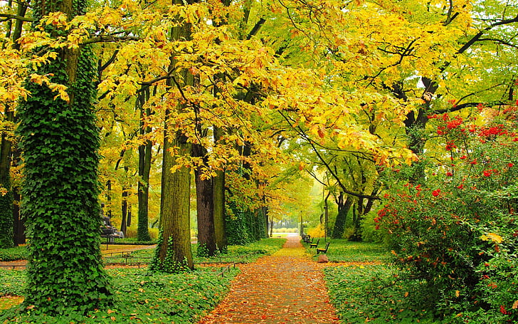 Autumn, park, trees, yellow leaves, paths, benches