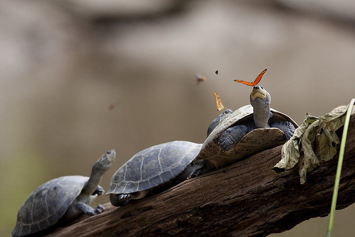 nature, animals, turtle, branch, butterfly, leaves, Ecuador