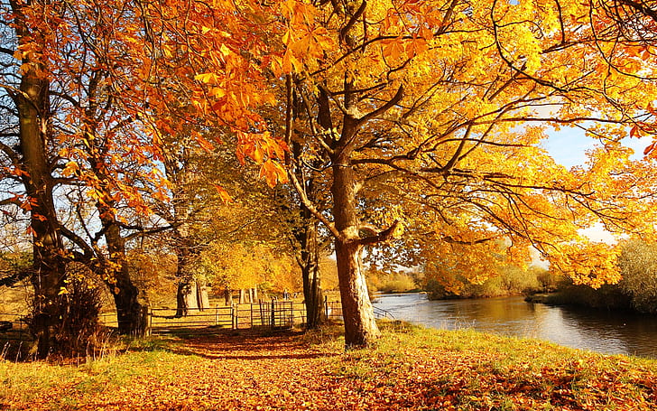 Scotland, Motherwell, nature forest autumn, trees, yellow leaves, river, orange tree leaves