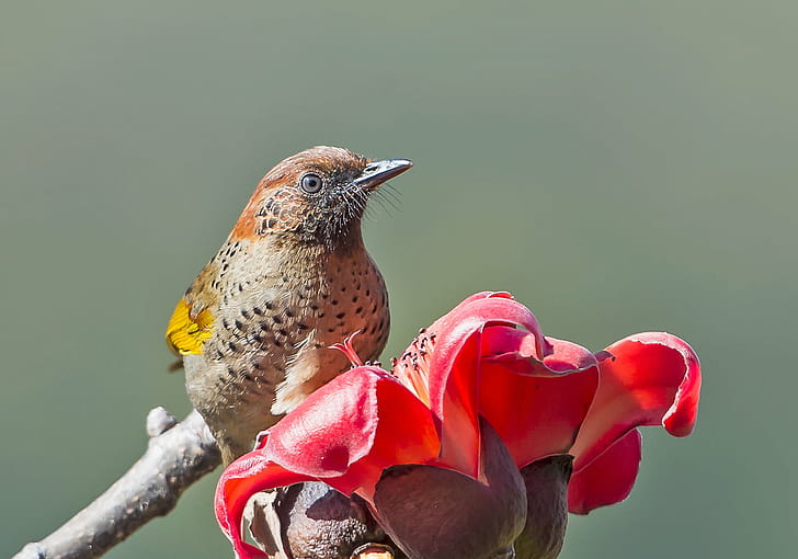 brown bird, chestnut-crowned laughingthrush, chestnut-crowned laughingthrush