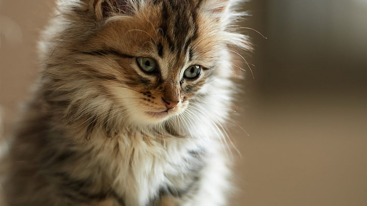 cat, whiskers, fluffy, kitty, kitten, domestic long haired cat, HD wallpaper
