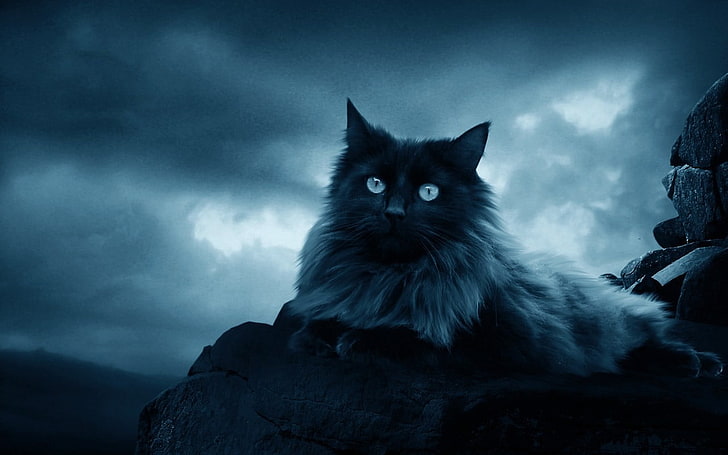 black and white fur cat, animals, feline, rocks, sky, clouds