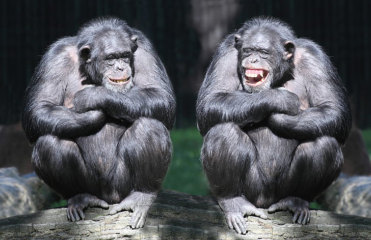 laughter, pair, monkey, log, primates, chimpanzees