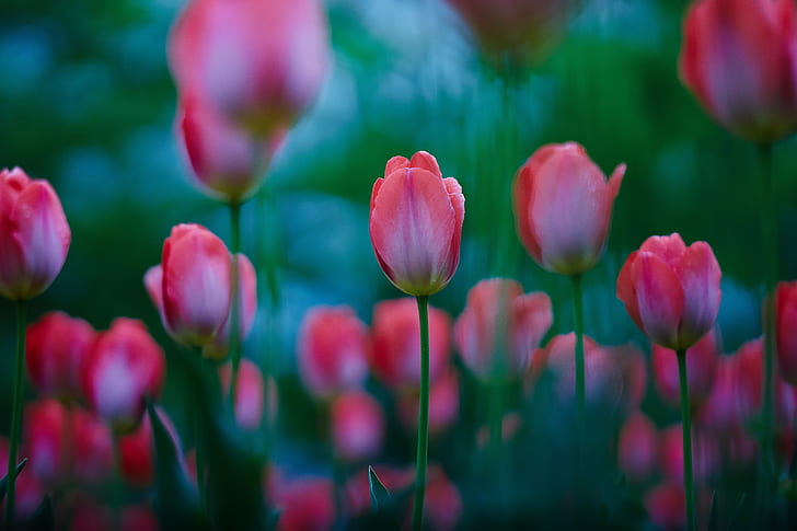 selective focus photo of pink flowers, Springtime, Canon, nature, HD wallpaper