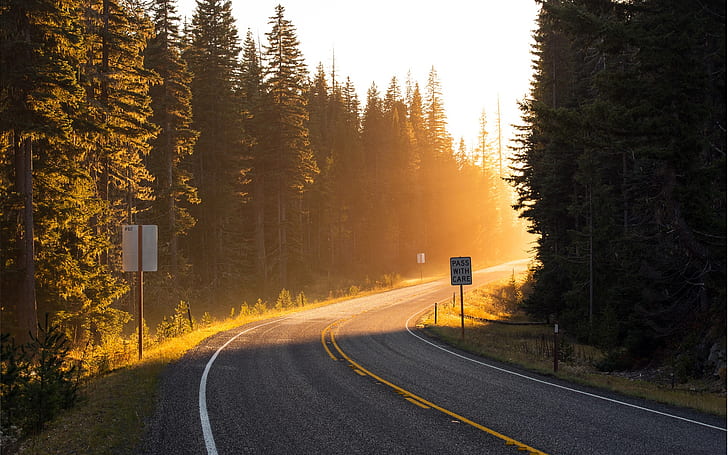 Road, sun rays, light, forest, trees, spruce, HD wallpaper