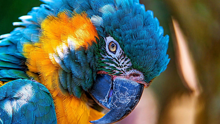 macaw, parrot, bird, animal themes, animal wildlife, vertebrate