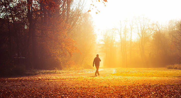 man walking at the field during autumn, Whispers, autumn  fall, HD wallpaper