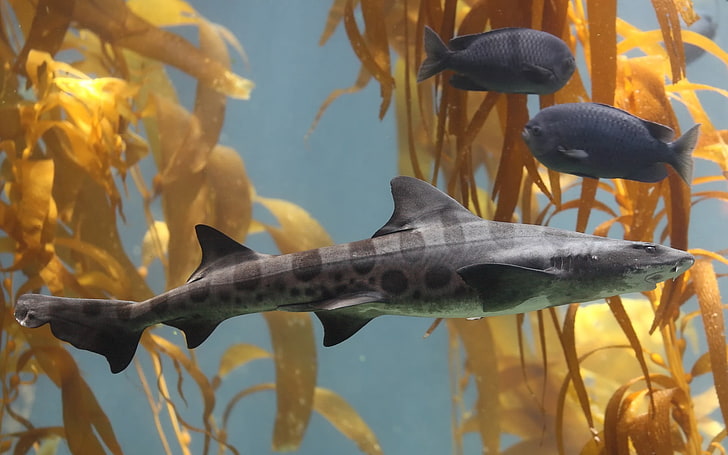 gray and black iridescent shark, animals, nature, animals in the wild, HD wallpaper
