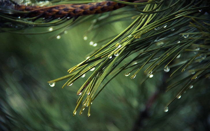 pine tree leaves, trees, nature, plants, tree trunk, water, close-up