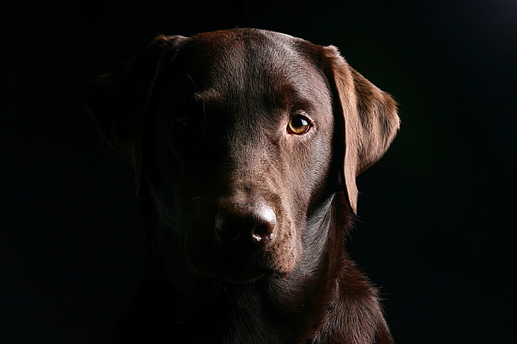 adult chocolate Labrador retriever, dog, muzzle, shadow, ears, HD wallpaper