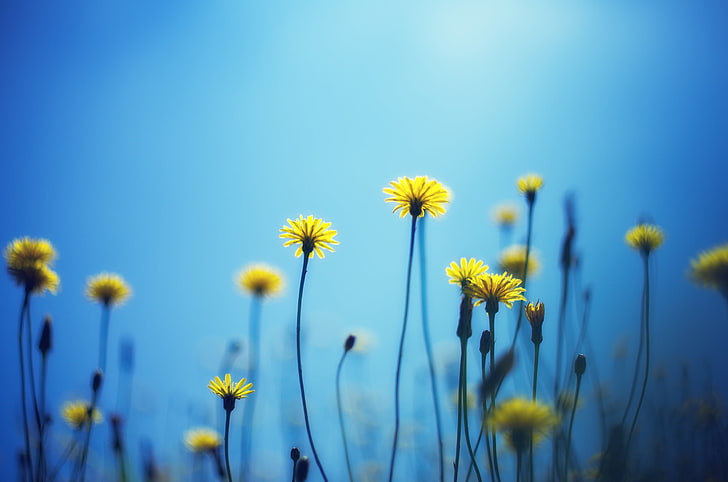 yellow flowers, dandelions, blur, background, nature, meadow