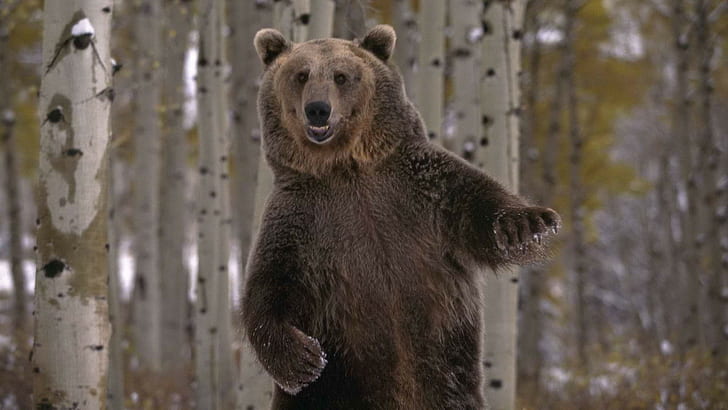Bear Grizzly Bear Dance HD, brown bear, animals, HD wallpaper
