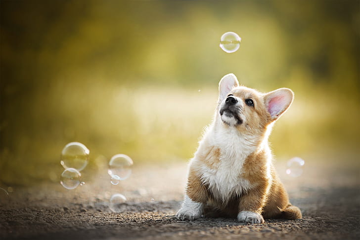 baby, bubbles, puppy, bokeh, doggie, Welsh Corgi