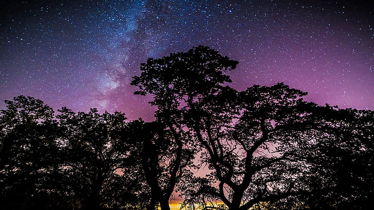 silhouette of trees, stars, night, sky, star - space, plant, astronomy