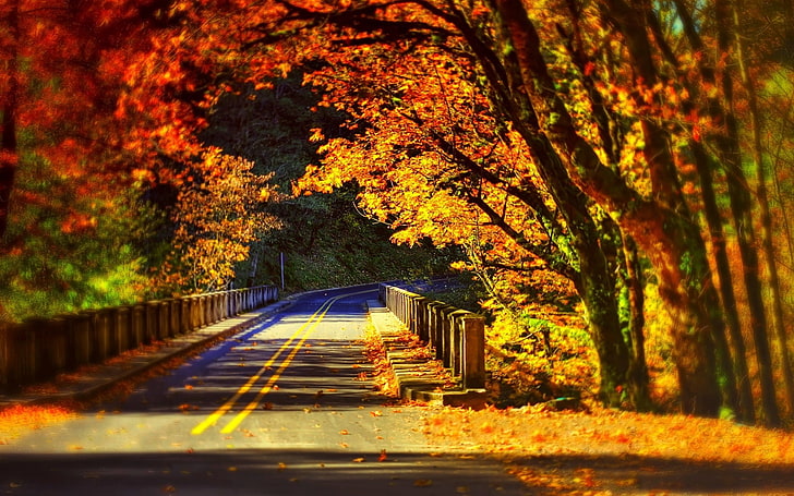 maple tree, maple trees beside the road, fall, bridge, autumn, HD wallpaper