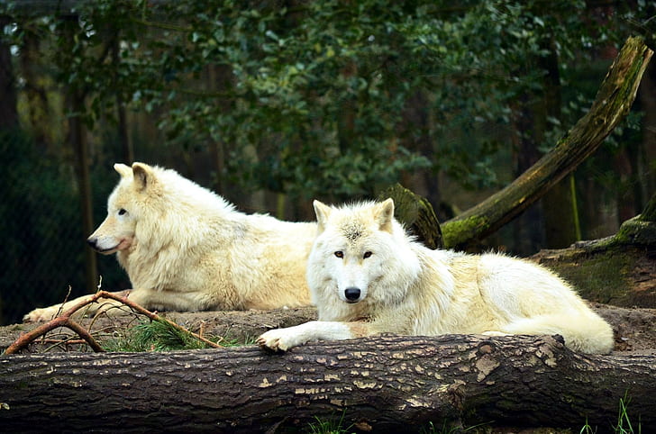 animals, nature, wolf, HD wallpaper