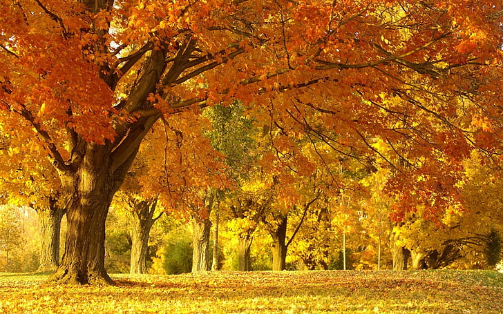 Wood, Trees, Very much, October, Silence, Avenue, Colors, autumn, HD wallpaper