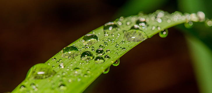 water drops on leaf photography, Macro, rain, spheres, nature, HD wallpaper