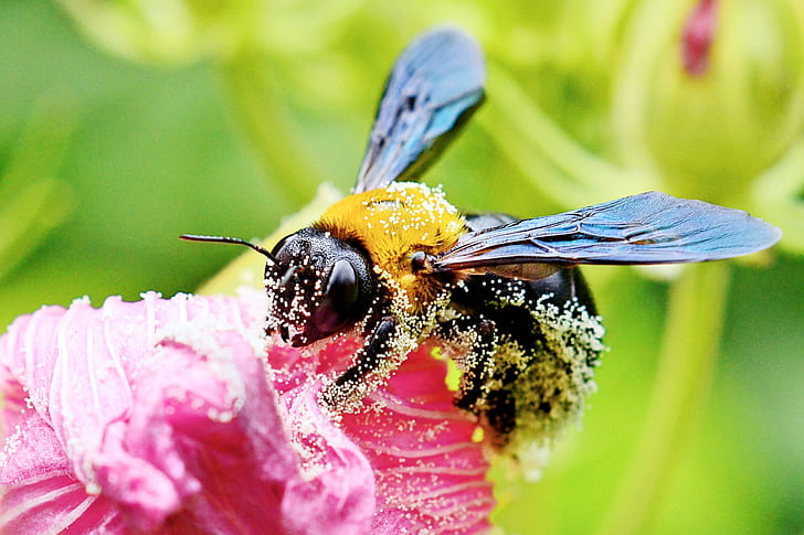 shallow focus photo of bee on flower, carpenter bee, cotton, carpenter bee, cotton