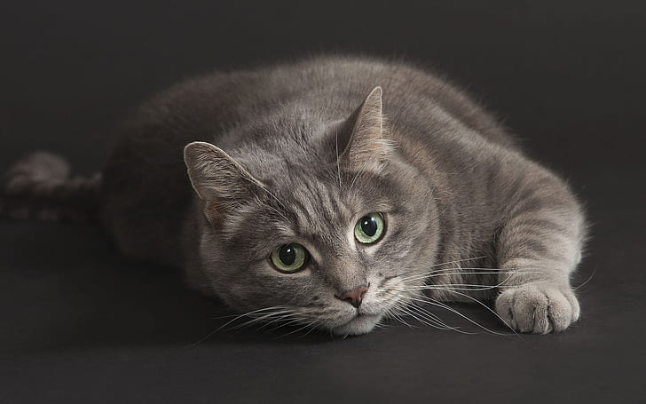 Gray cat, green eyes, black background