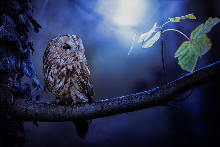 HD wallpaper: owl best for desktop background, animal themes, animal  wildlife | Wallpaper Flare