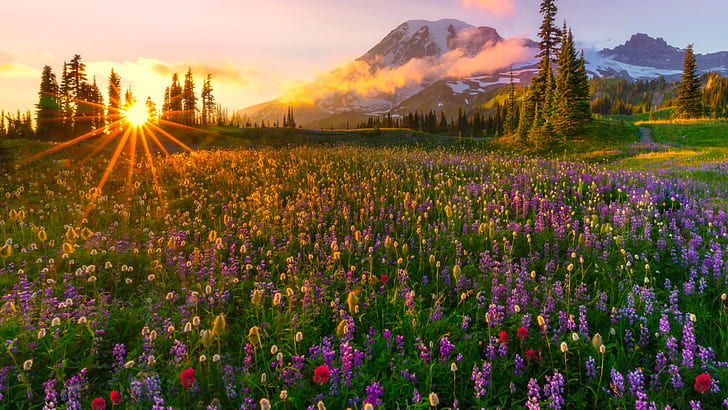 Sunset The Last Rays The Sun Spring Meadow Wild Flowers Yellow Red And Purple Snow Mountain Landscape Hd Wallpapers 1920×1080