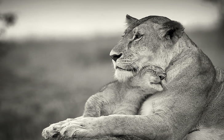 Lion Cub Mom, animals, felines, savana, HD wallpaper