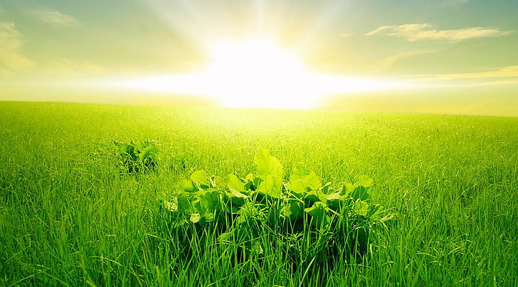 HD wallpaper: Green Wallpaper Hd Morning Green Grass Rising Sun, sky, plant  | Wallpaper Flare