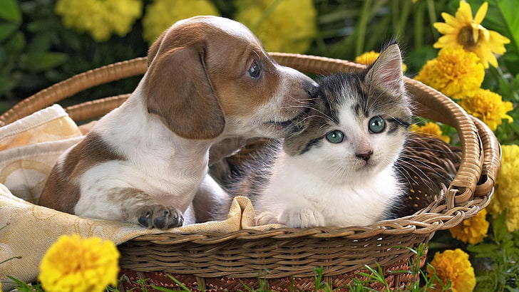 white and brown dachshund puppy, kitten, basket, flowers, friendship