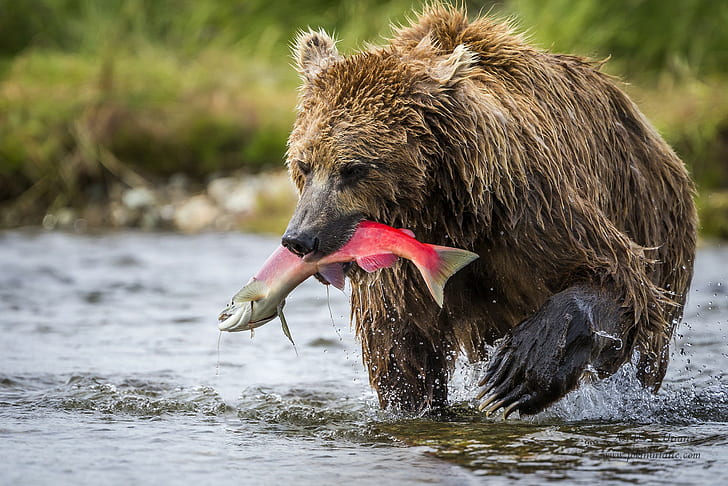 Brown bear in Alaska, oso, mamiferos, katmai, HD wallpaper